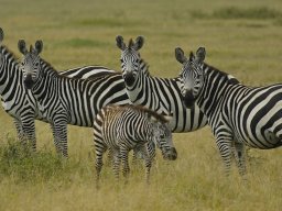 Western_Corridor_(Kirawira)2003-083